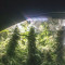Bruce Banner Seeds (Seedstockers) - Cannabis Strain Seeds for Sale