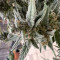 Gorilla Z Seeds - Cannabis Strain Seeds for Sale