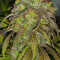 Durban Poison Seeds (Dutch Passion) - Cannabis Strain Seeds for Sale