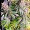 LSD Seeds - Cannabis Strain Seeds for Sale