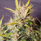 Girl Scout Cookies Auto (Cookies Auto) จาก Fast Buds