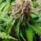 Vendita di semi di cannabis Super Lemon Haze Auto fem