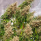 Purple Punch OG Seeds (Sweet Seeds) - Cannabis Strain Seeds for Sale