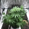 Critical Kush Seeds (Barney's Farm)