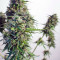 Snow Storm #2 Auto feminized seeds