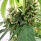 Graines de cannabis Black Berry OG (Emerald Triangle Seeds)