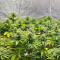 Bubba Kush Marijuana Strain