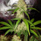 Critical Purple Kush (Advanced Seeds)