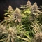 Crop Doctor CBD feminized seeds