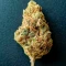 Graines de cannabis Diesel Matic Auto (Blackskull Seeds)