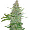 Early Skunk (Early Pearl x Skunk) Regular (Mr. Nice Seedbank)