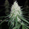 Exodus Cheese x Jack Herer x NL5 feminized seeds