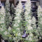 GG#4 Original Glue Seeds (Original Sensible Seeds) - Cannabis Strain Seeds for Sale