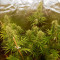 Graines de cannabis Malawi (Ace Seeds)