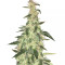 Northern Light Auto (Xtreme Seeds)