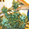 Graines de cannabis Panama D.C. (CannaBioGen)