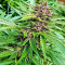 Pure Kush Seeds (Original Sensible Seeds)