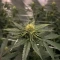 RS11 Seeds (Barney's Farm)