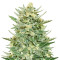 Graines féminisées de Strawberry Banana Auto (Fast Buds)