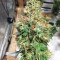 THC Pro Seeds