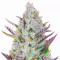 Wedding Glue Auto Feminized Seeds (Fast Buds)