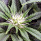 THC Bomb Regular (Bomb Seeds)