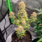 Cheese Autoflower (Herbies Seeds)