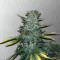 Purple Skunk Mass Seeds