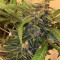 501st OG regular seeds