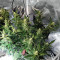 Auto Do-Si-Dos Cookies (00 Seeds)