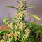 Graines de cannabis Auto Strawberry Gum (Advanced Seeds)
