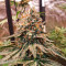 Baklava cannabis strain