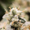 Semillas feminizadas Black Jack (Sweet Seeds)