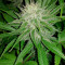 Blue Cheese strain
