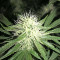 Bubble Bomb feminized seeds