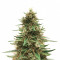 CBD 1:1 Silver Lime Haze (Seedstockers)