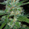 Critical Kush Seeds
