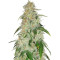 Semi regolari Critical Mass (Mr. Nice Seedbank)