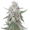 Dark Ghost Train (Rare Dankness Seeds)