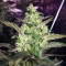 Graines de cannabis Girl Scout Cookies (Big Head Seeds)