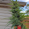 Gorilla (GG#4 Original Glue) feminized seeds