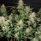 Graines de cannabis Haze Autoflowering CBD (Dinafem Seeds)