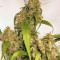 Jack Herer feminized seeds (Sensi Seeds)