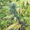 Kali China Seeds
