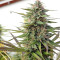 Malawi Regular (Ace Seeds)