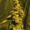 Graines de cannabis Midnight Kush (G13 Labs)