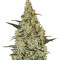 Neville's Haze Regular seeds