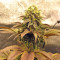 Peyote Purple Regular seeds