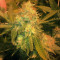 Pineapple Express Seeds (G13 Labs)