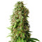 Semi Princess Haze Regular